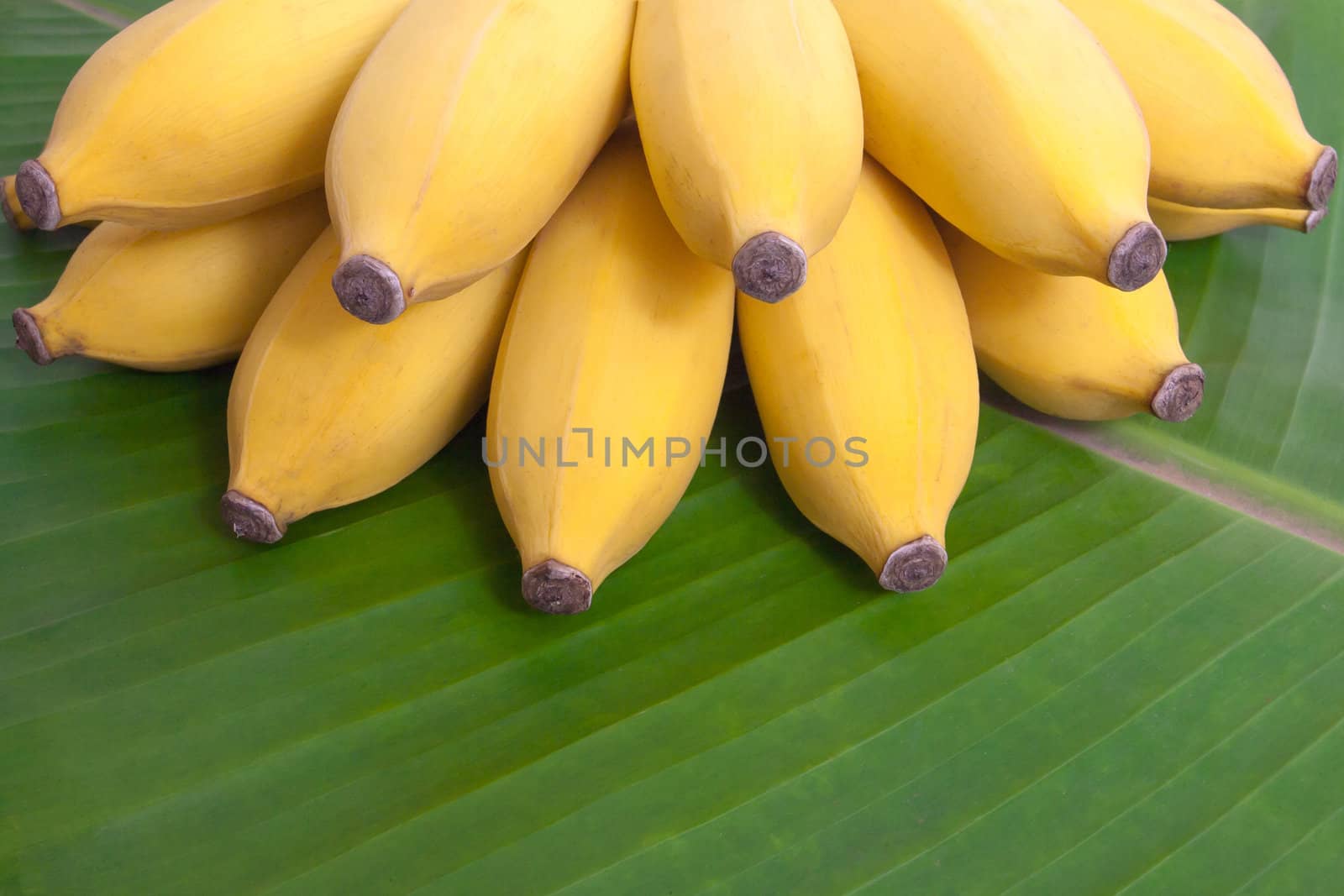 Bunch of bananas on banana leaf background