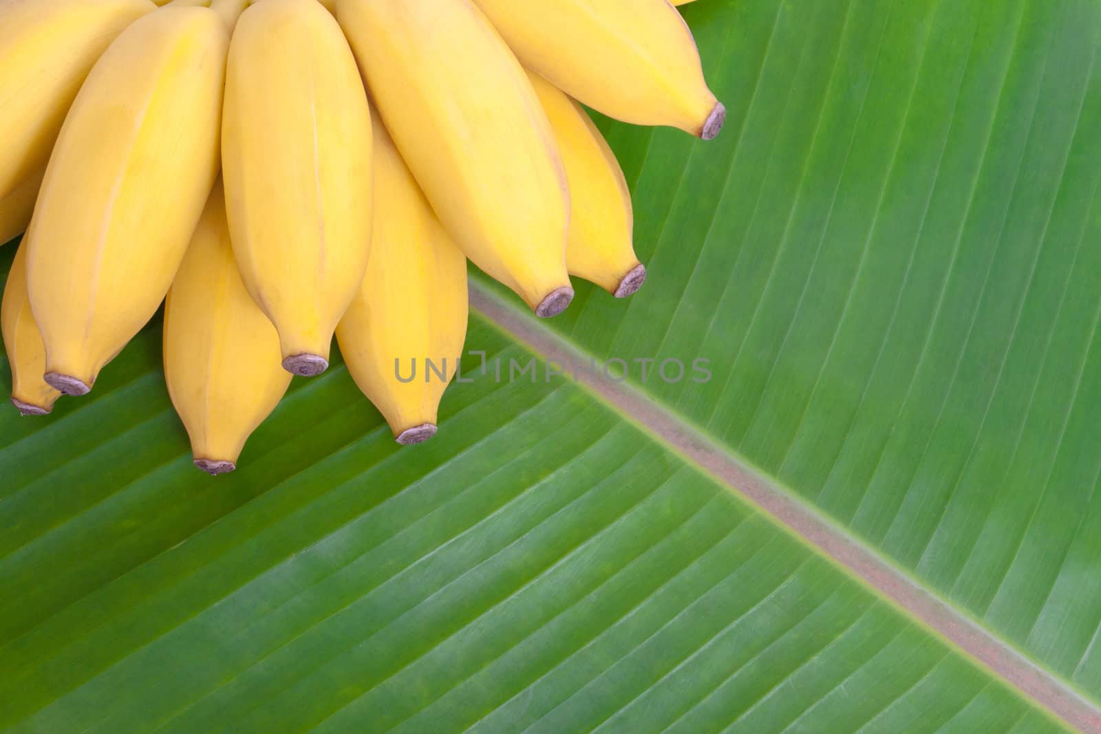 Bunch of bananas on banana leaf background