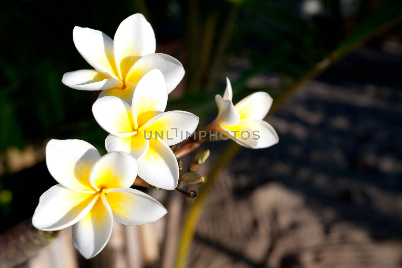 Three flowers of frangipani (plumeria), tropical flower