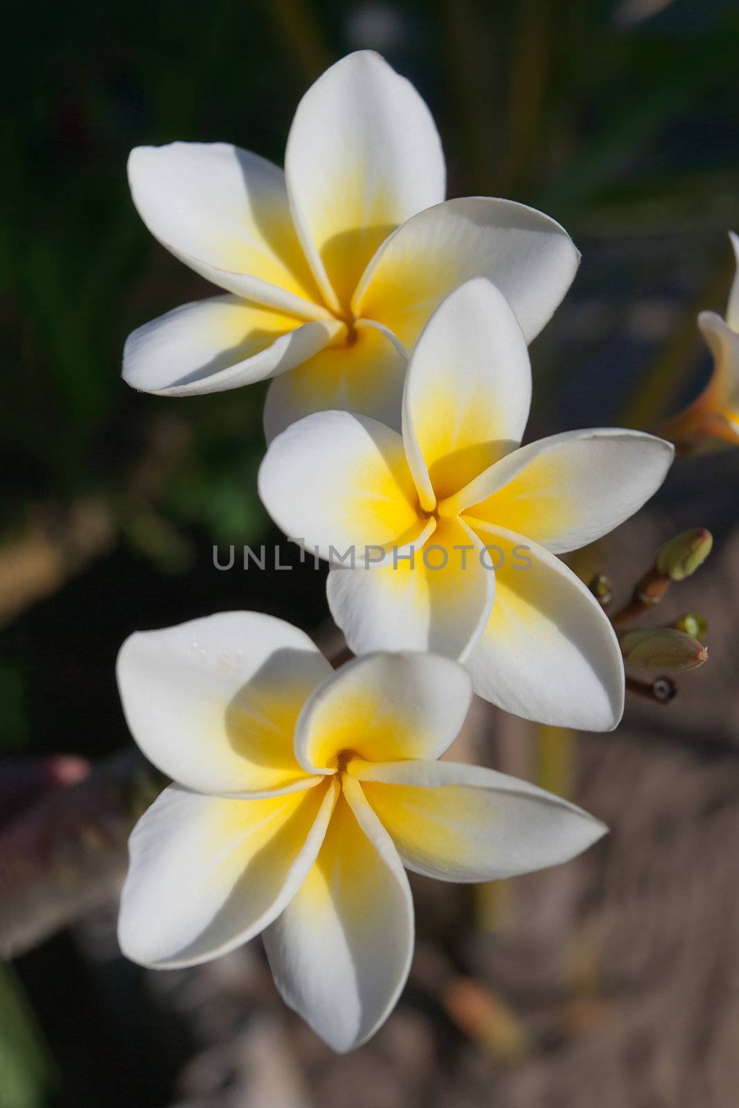Three flowers of frangipani (plumeria), tropical fower