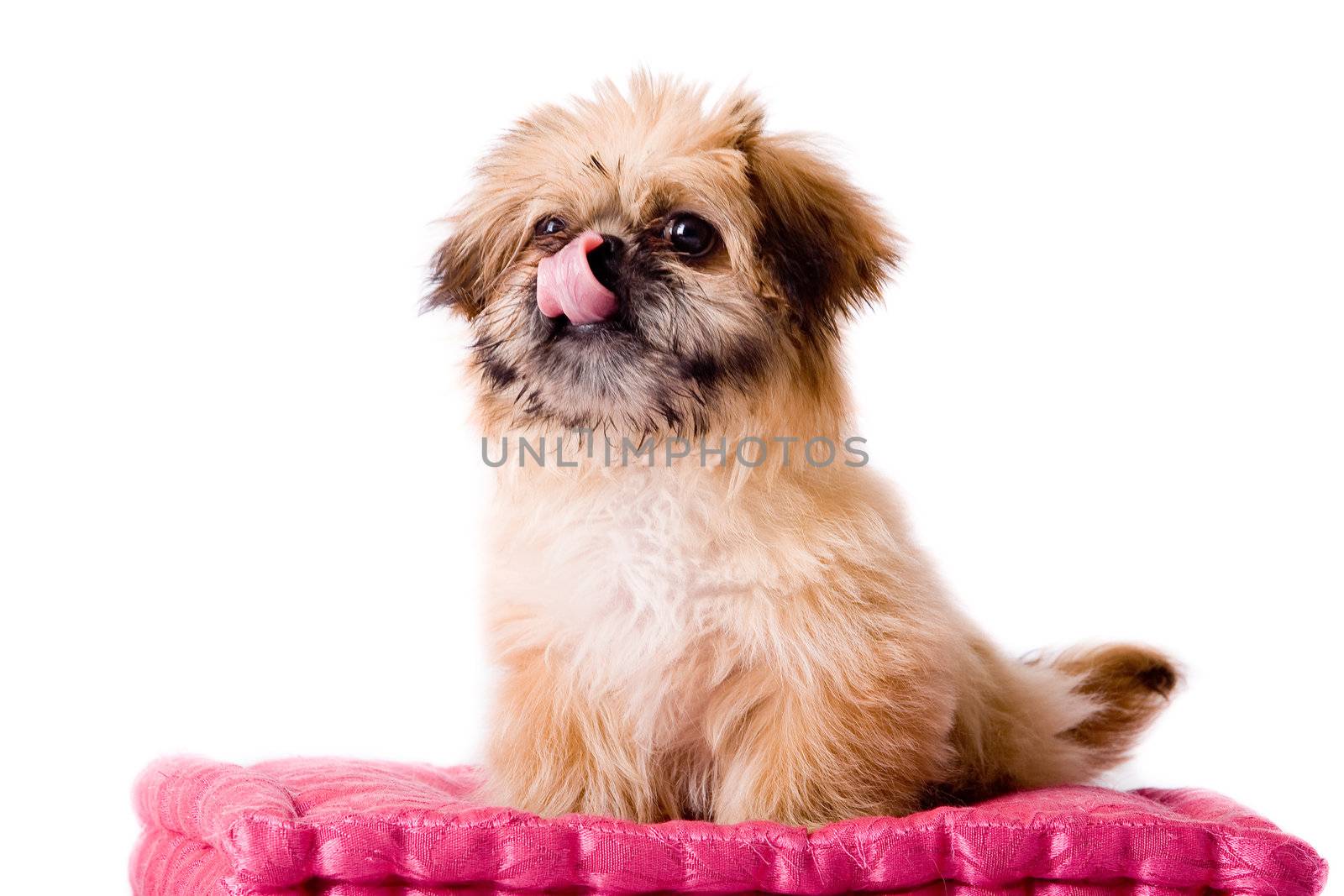 Cute little pekingese dog isolated on white 