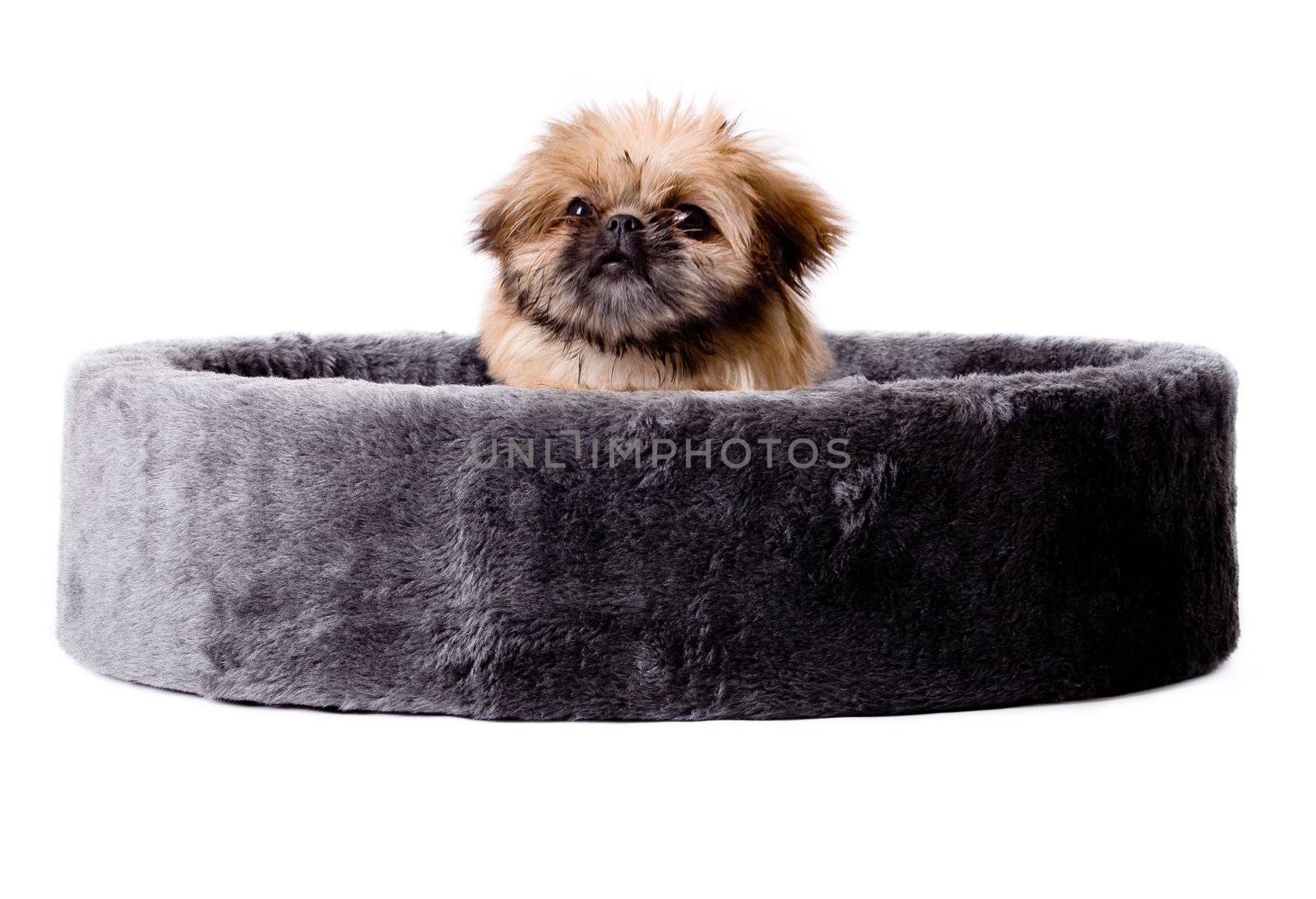 pekingese in a big basket by DNFStyle