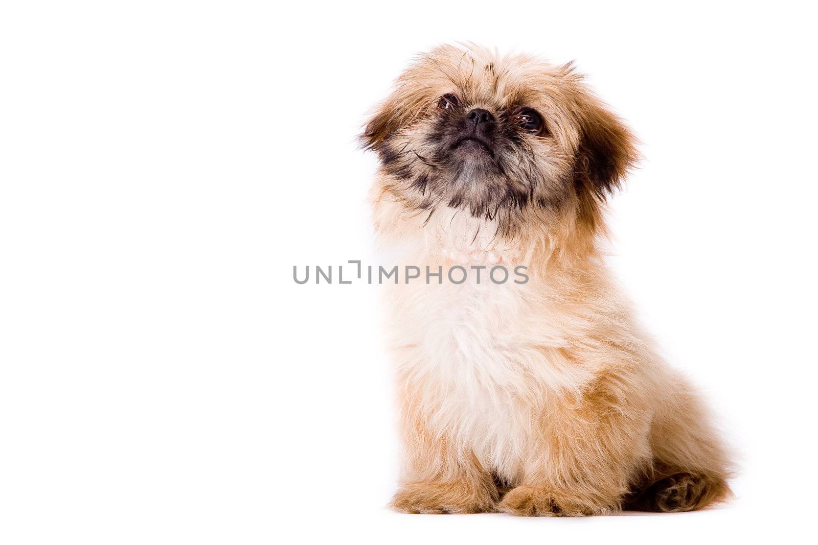 Cute little pekingese dog isolated on white 