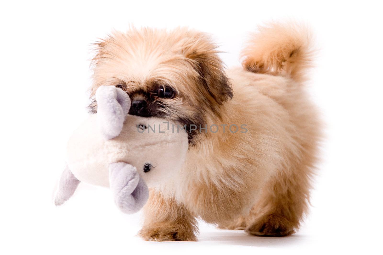 Pekingese dog brings you his toy by DNFStyle