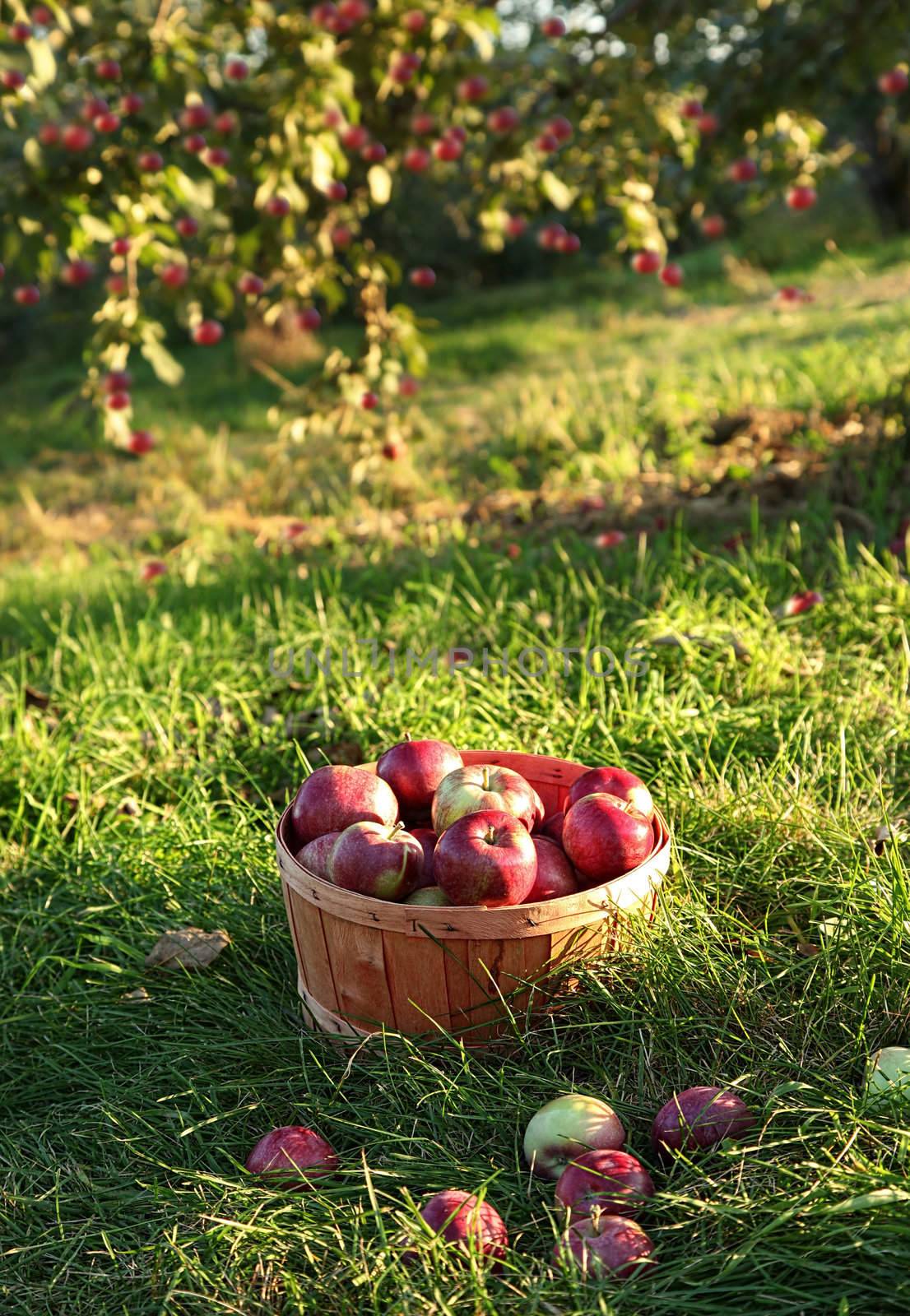 Freshly picked apples in the orchard in Autumn