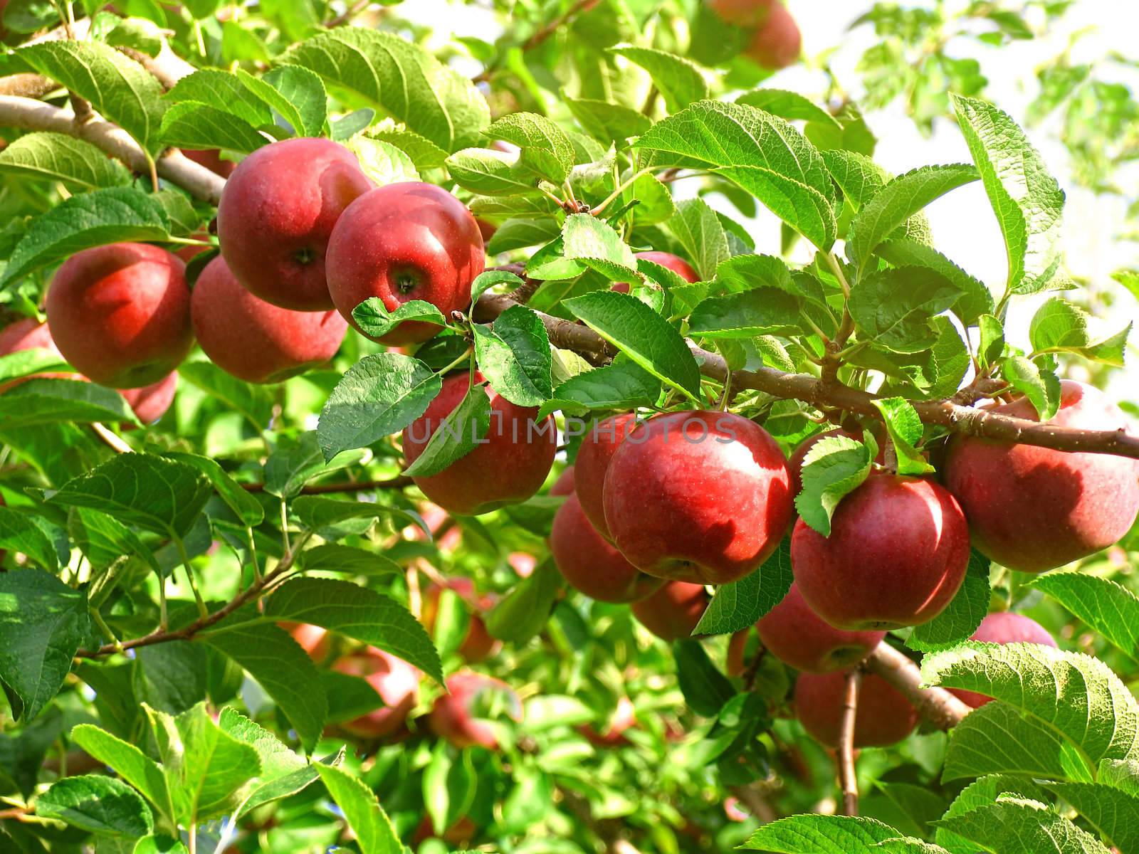 Red Macintosh apples in the orchard