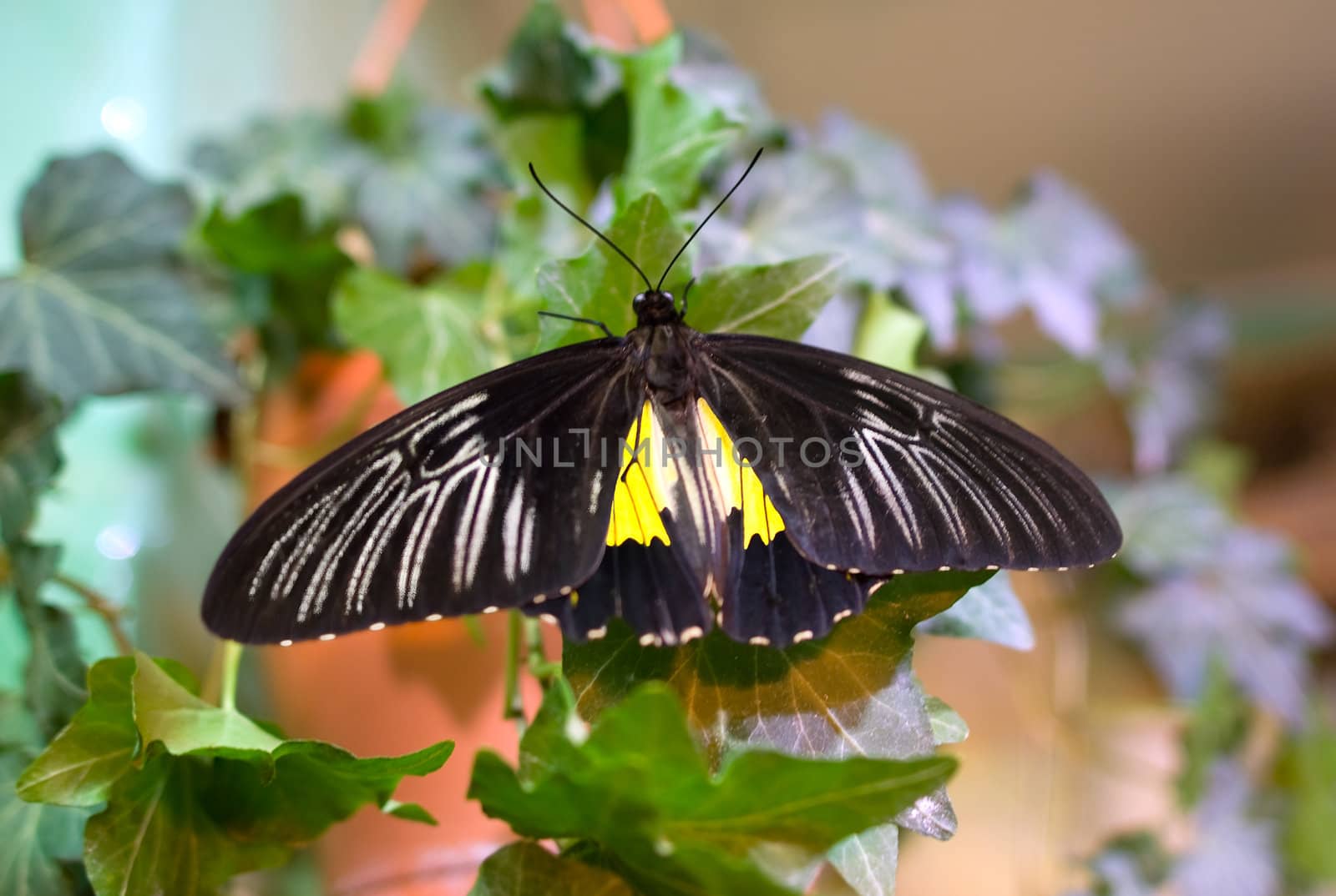 Black Butterfly on green leaf