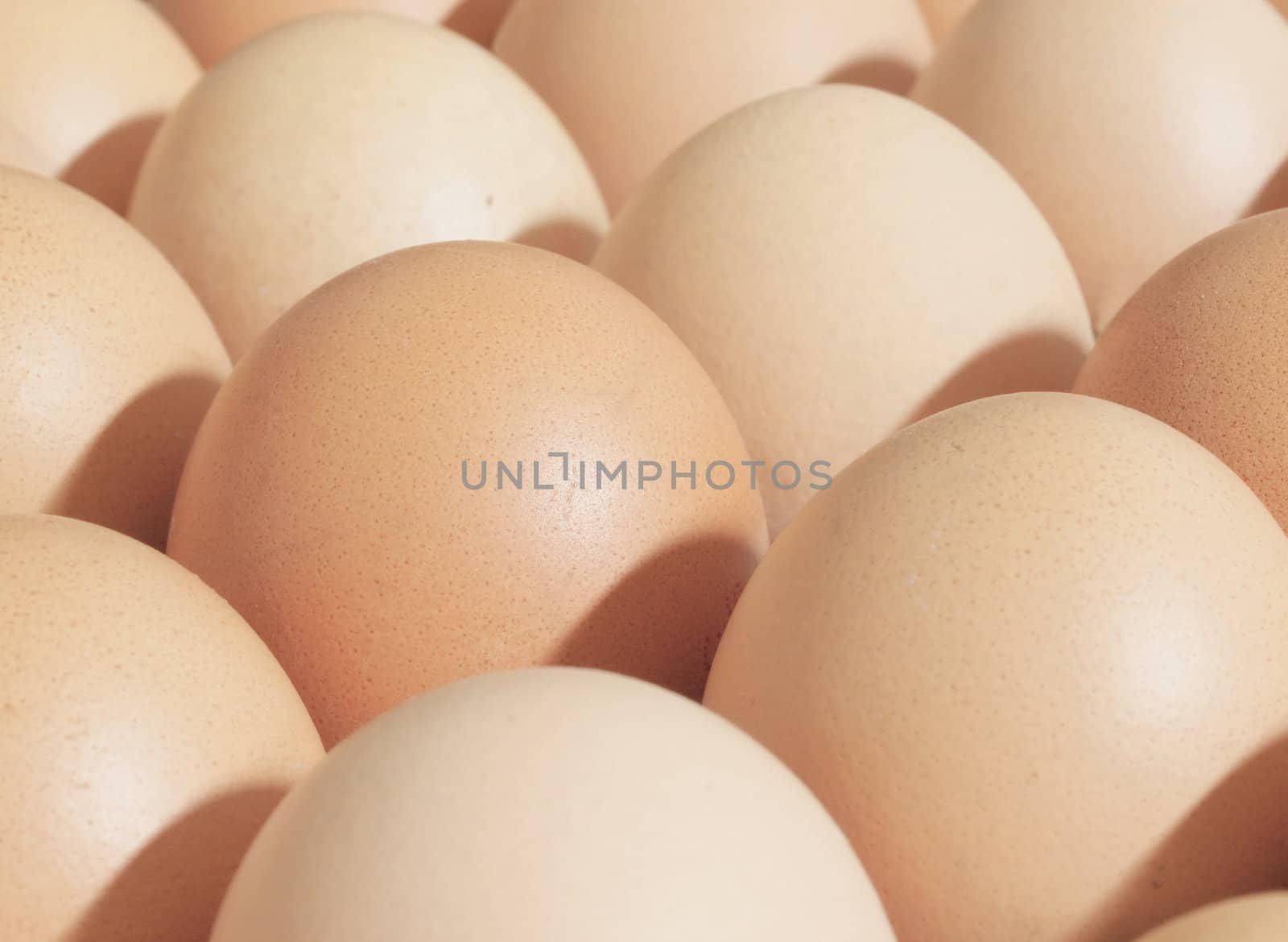 close up of fresh chicken eggs