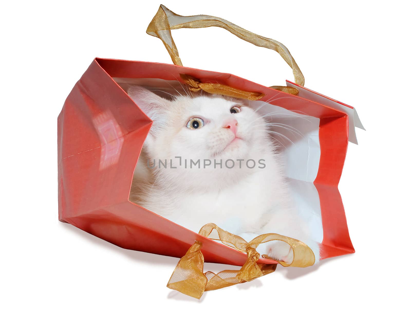 Little kitten in red packet by BIG_TAU