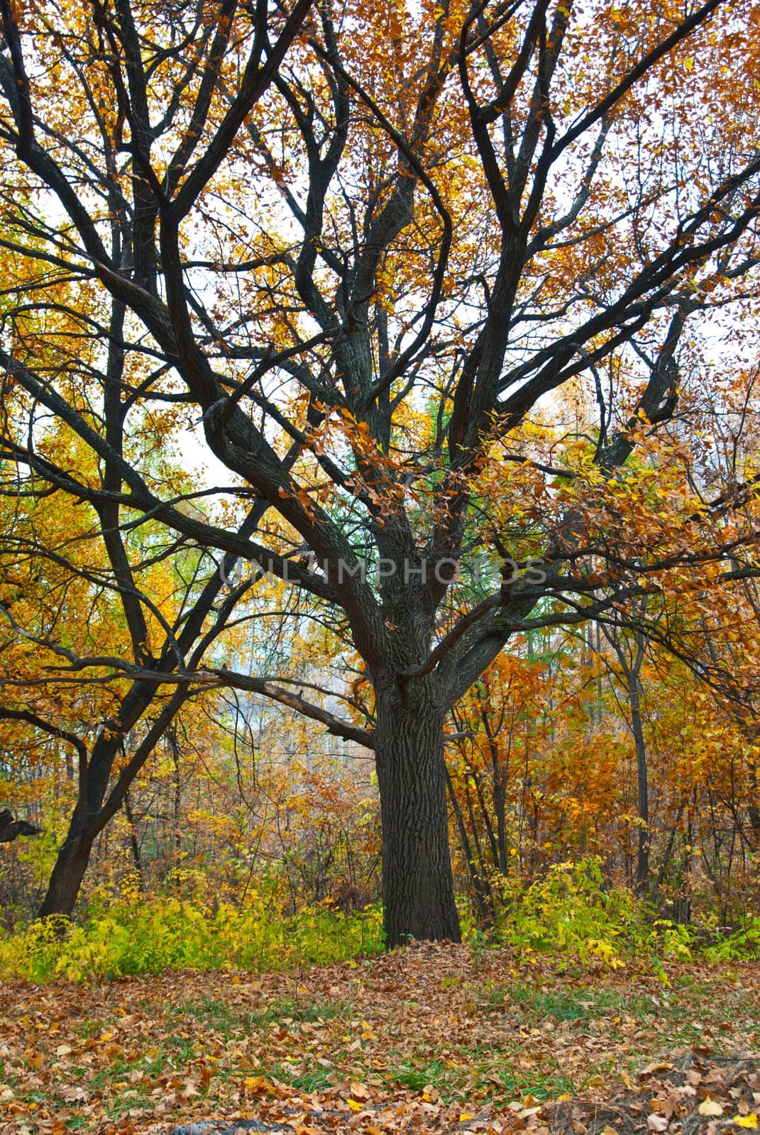 Colorful orange autumn: tree and fall leaves