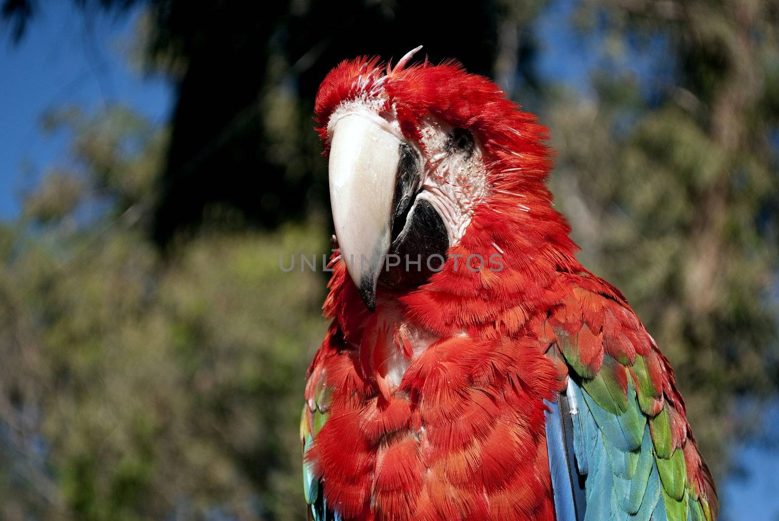 parrot by lauria