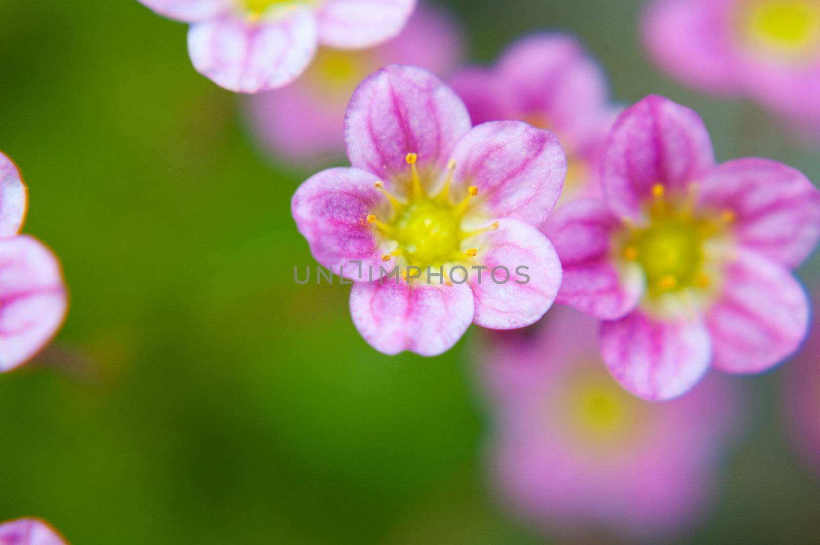 Shot of beautiful macro flower, delicate and colorful