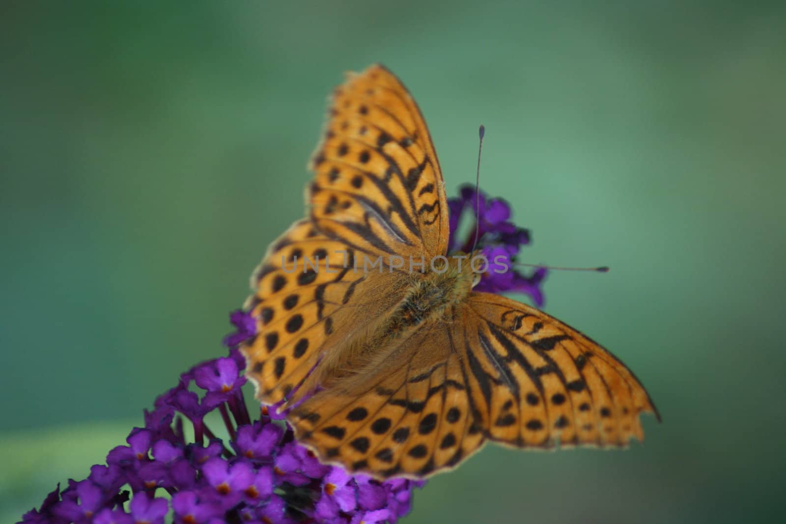 Kaisermantel"Argynnis paphia"mit ausgebreiteten Flügeln	Fritillary"Argynnis paphia"with outstretched wings