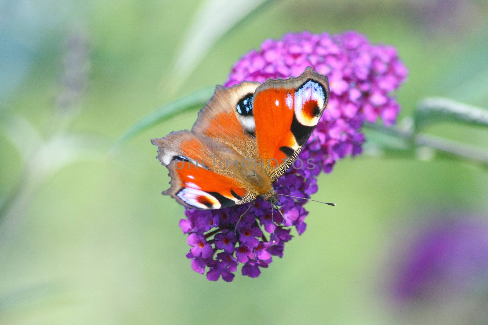 Tagpfauenauge,"Inachis io",beim nektar saugen	
Peacock, "Inachis io"suck the nectar