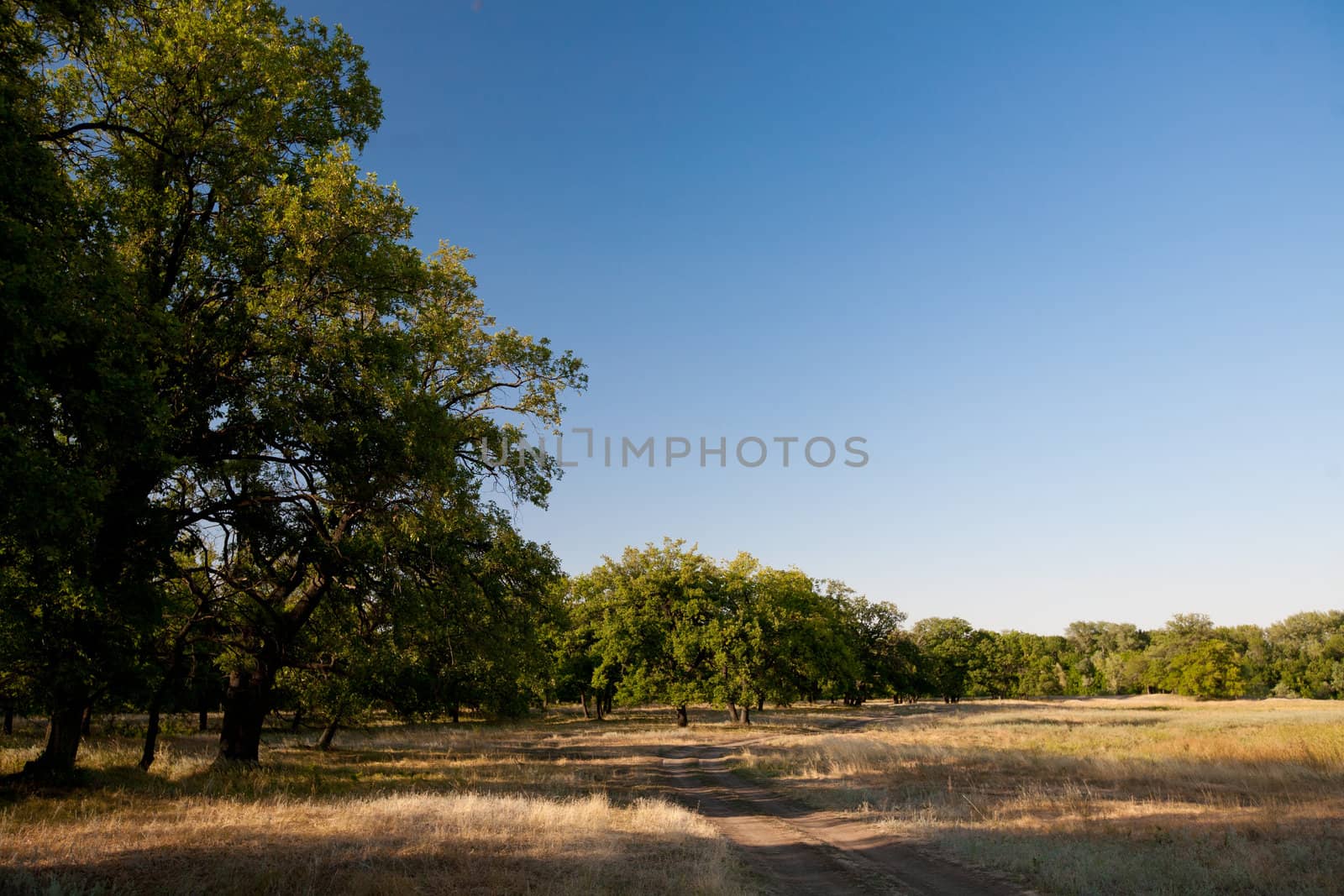 sunny oaks by vsurkov