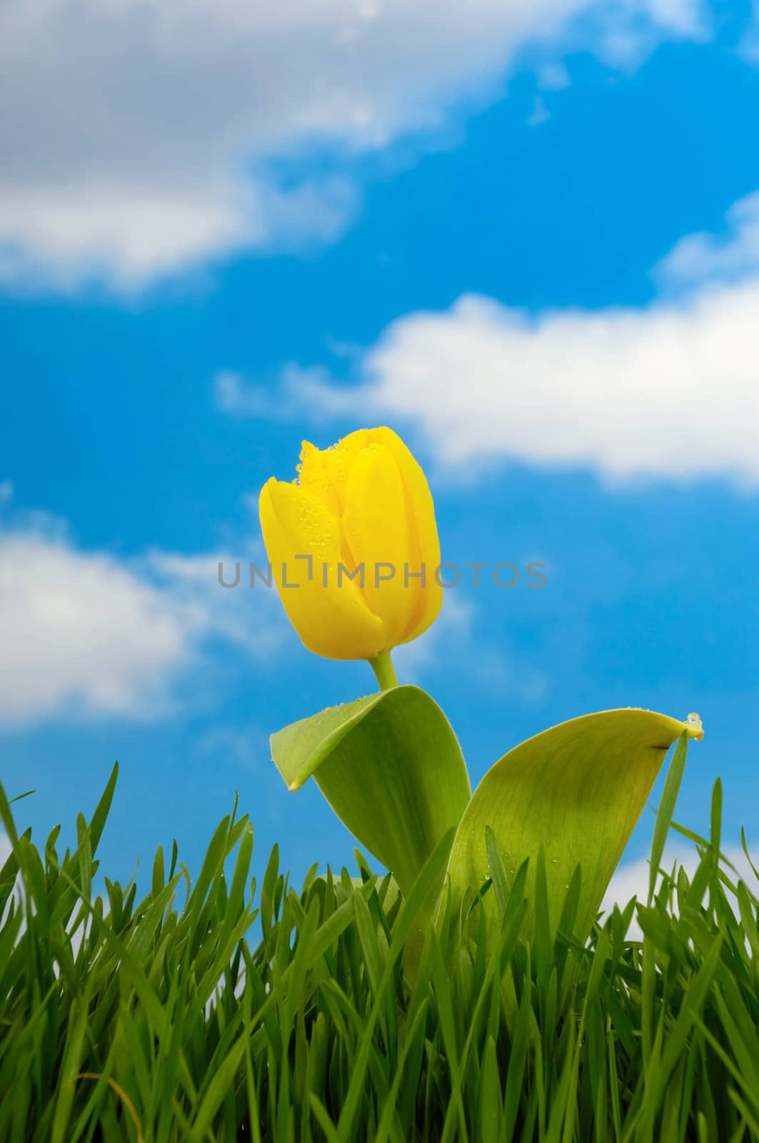 Tulip and green grass with blue sky and clouds in the background.