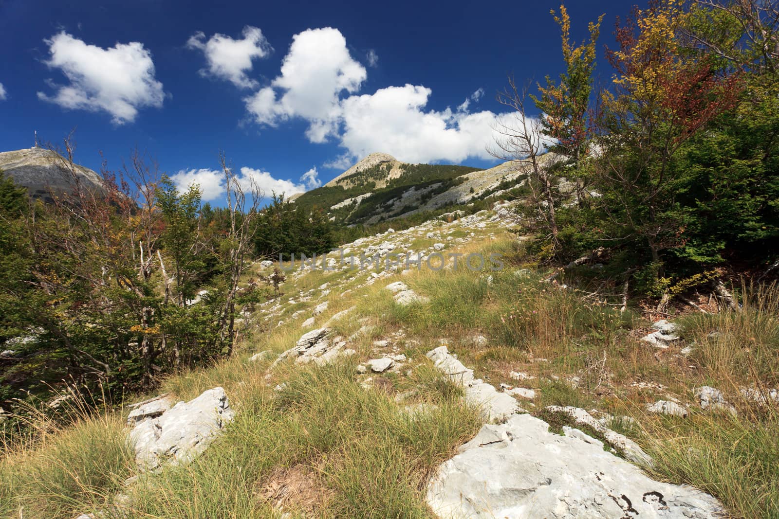 Beautiful wild nature in national park Montenegro.