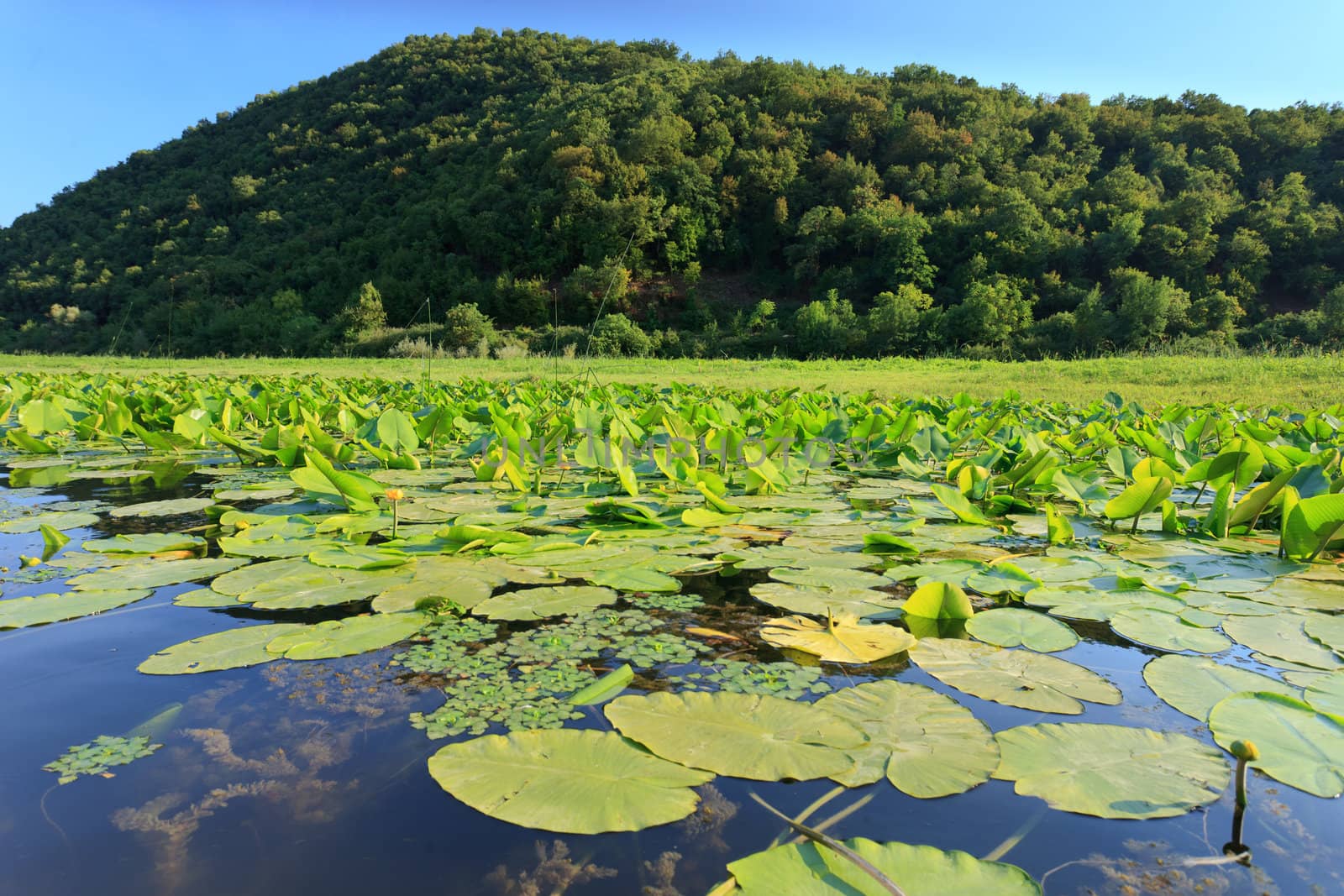 Lillypads in the wild by jasonvosper