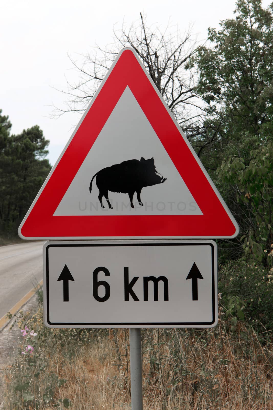 Red triangle warning sign of wild boar
