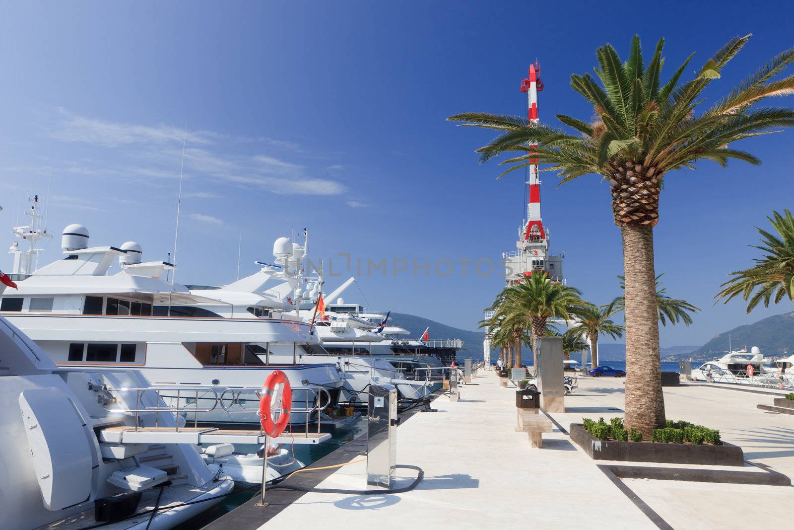 Luxury yachts and palm tree by jasonvosper