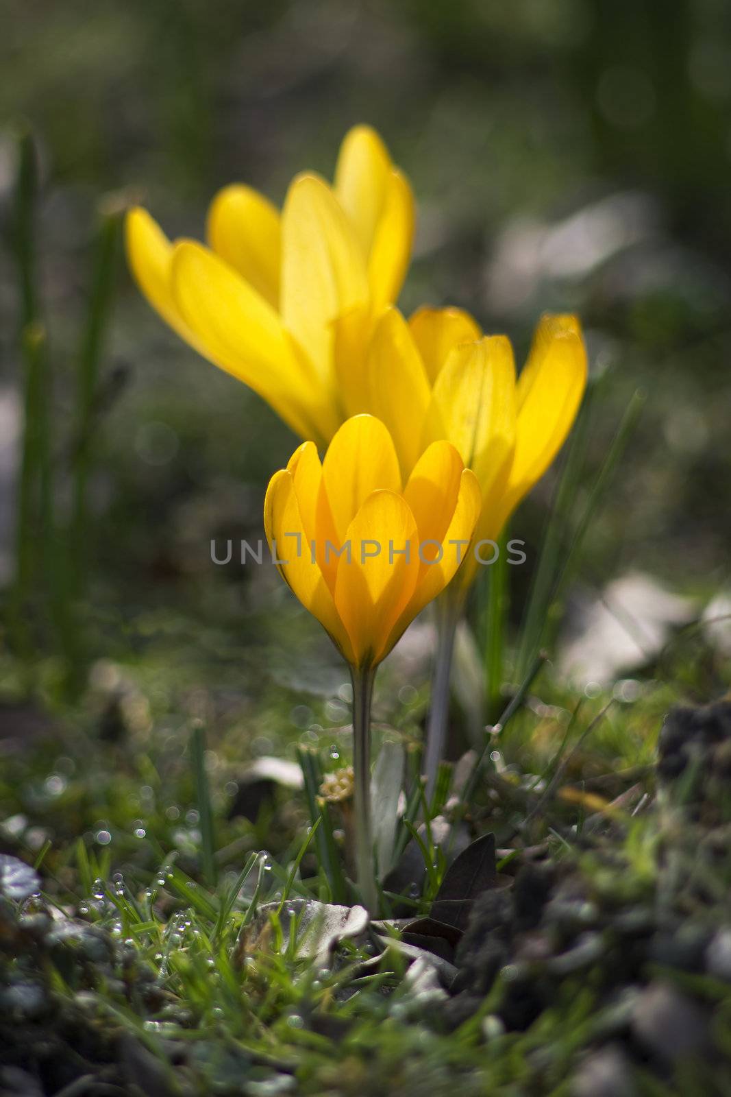 yellow crocus flowers in spring by miradrozdowski