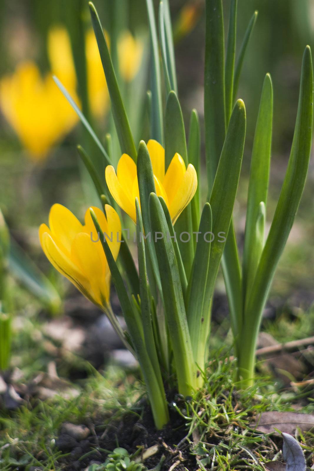 yellow crocus flowers in spring  by miradrozdowski