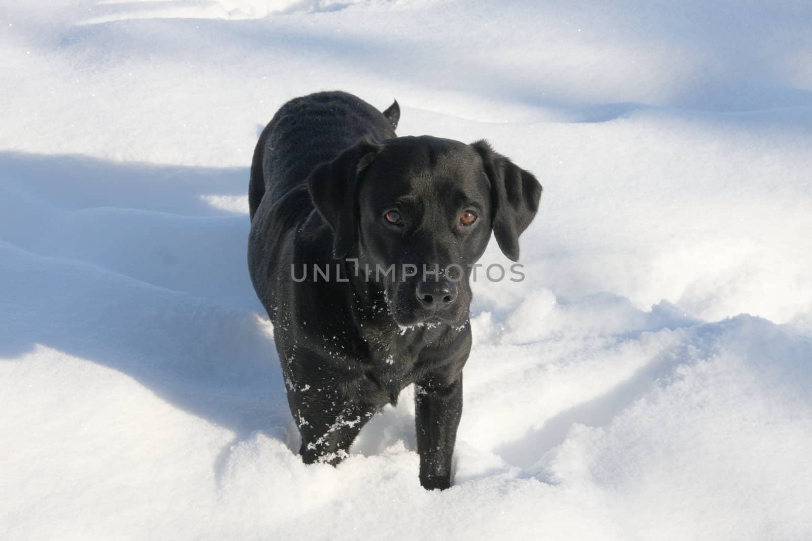 Black Labrador in the Winter Snow