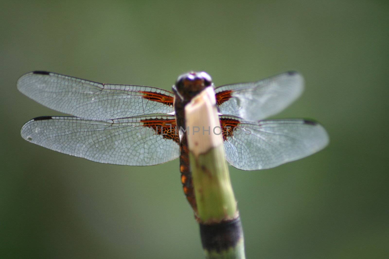 Libelle wartet mit ausgebreiteten Flügeln auf Beute	
Dragonfly waits with outstretched wings on prey