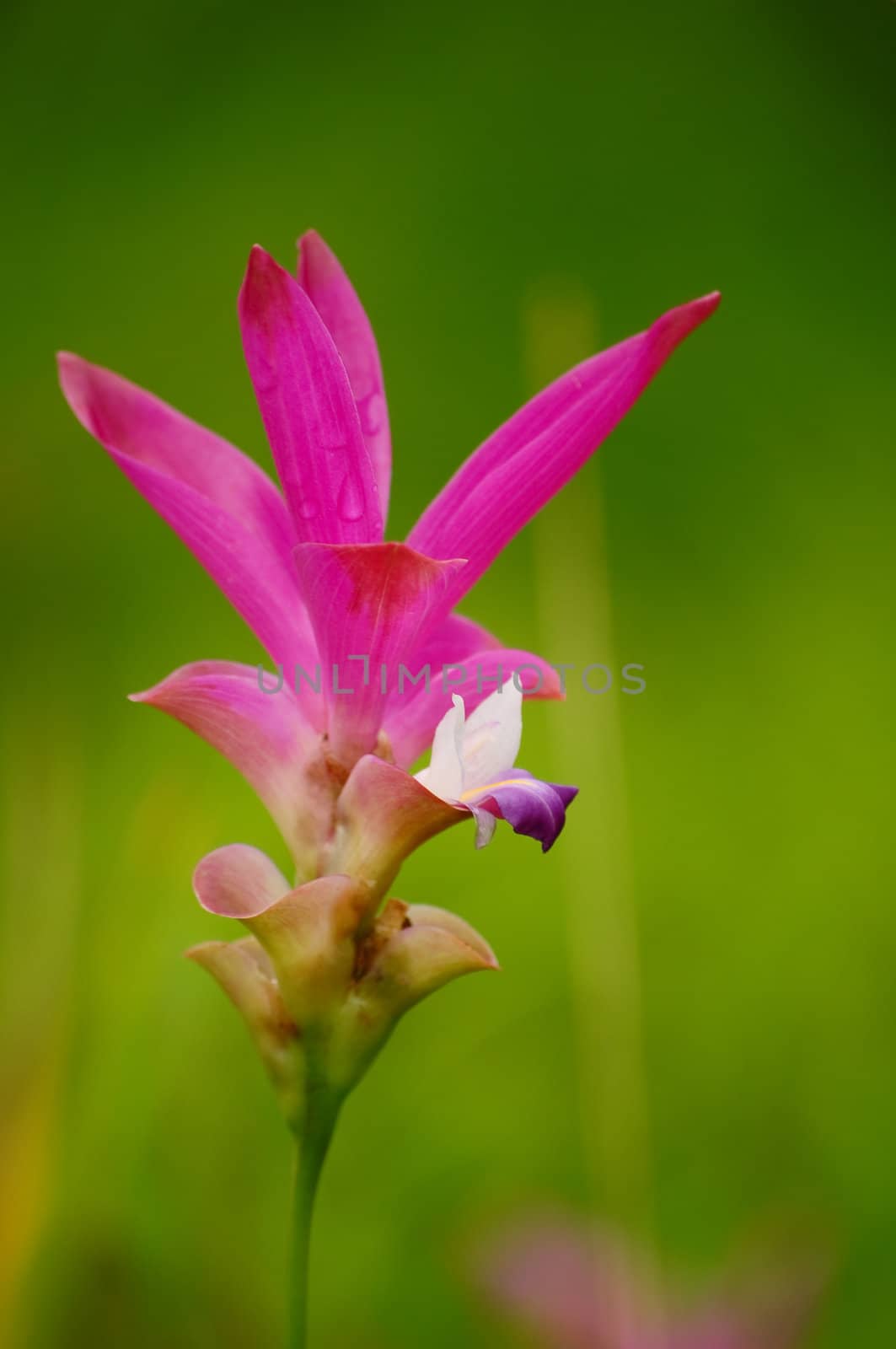 Siam Tulip Flower in Thailand