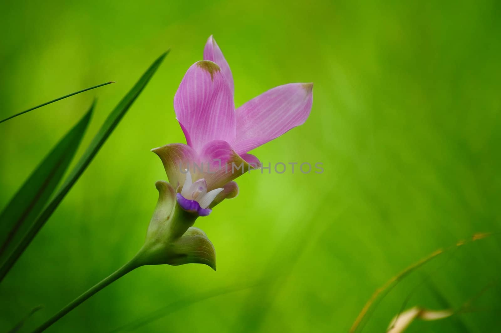 siam Tulip Flower in Thailand by samurai
