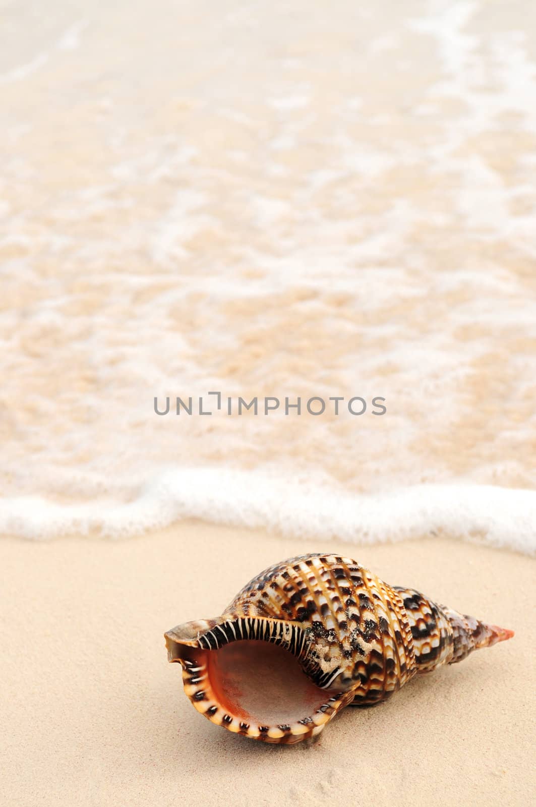 Seashell and ocean wave by elenathewise