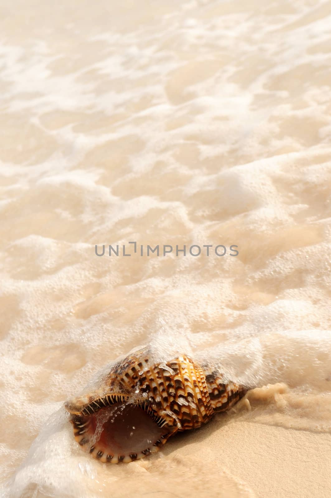 Seashell and ocean wave by elenathewise