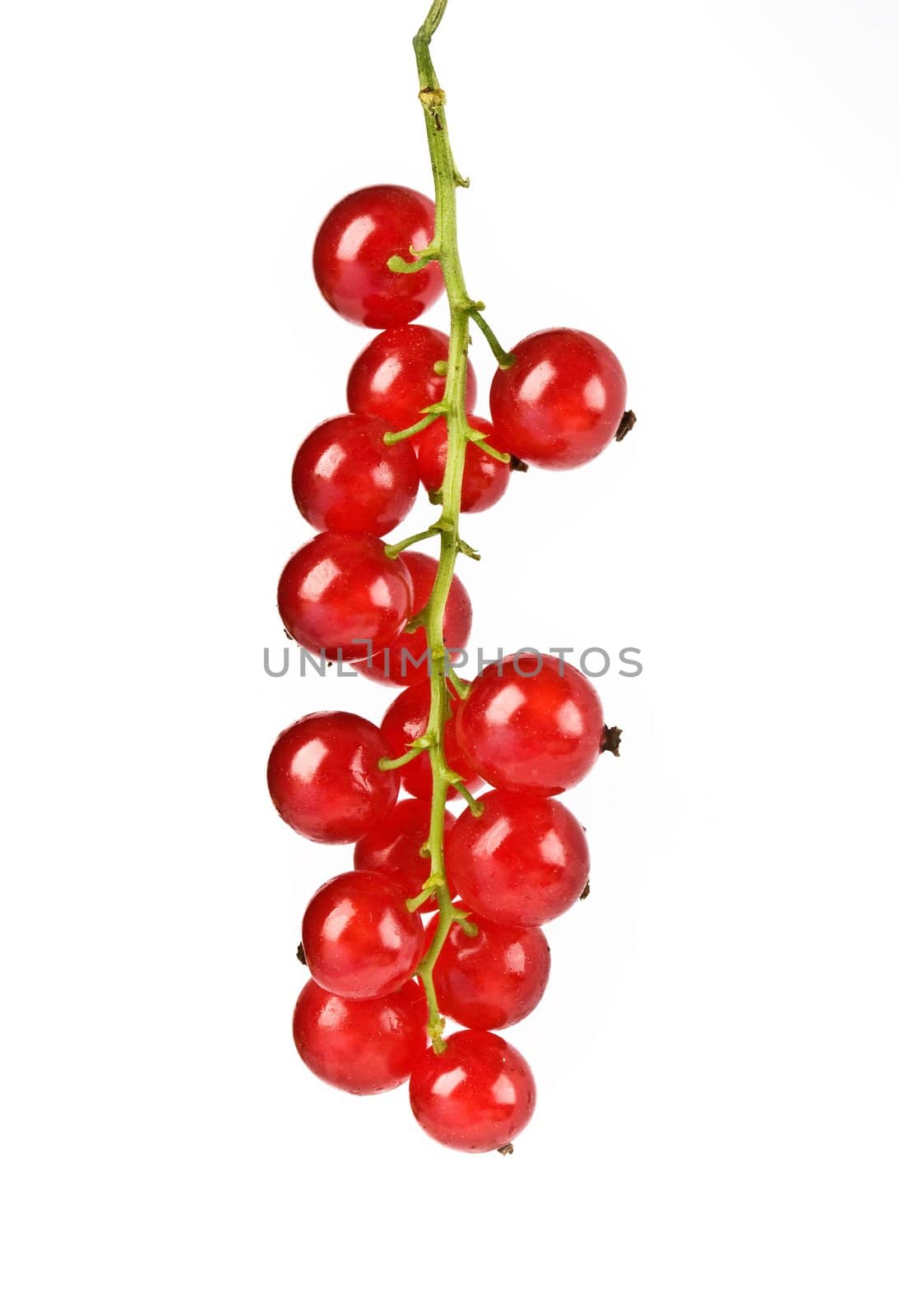 food series: ripe and healthy red currant