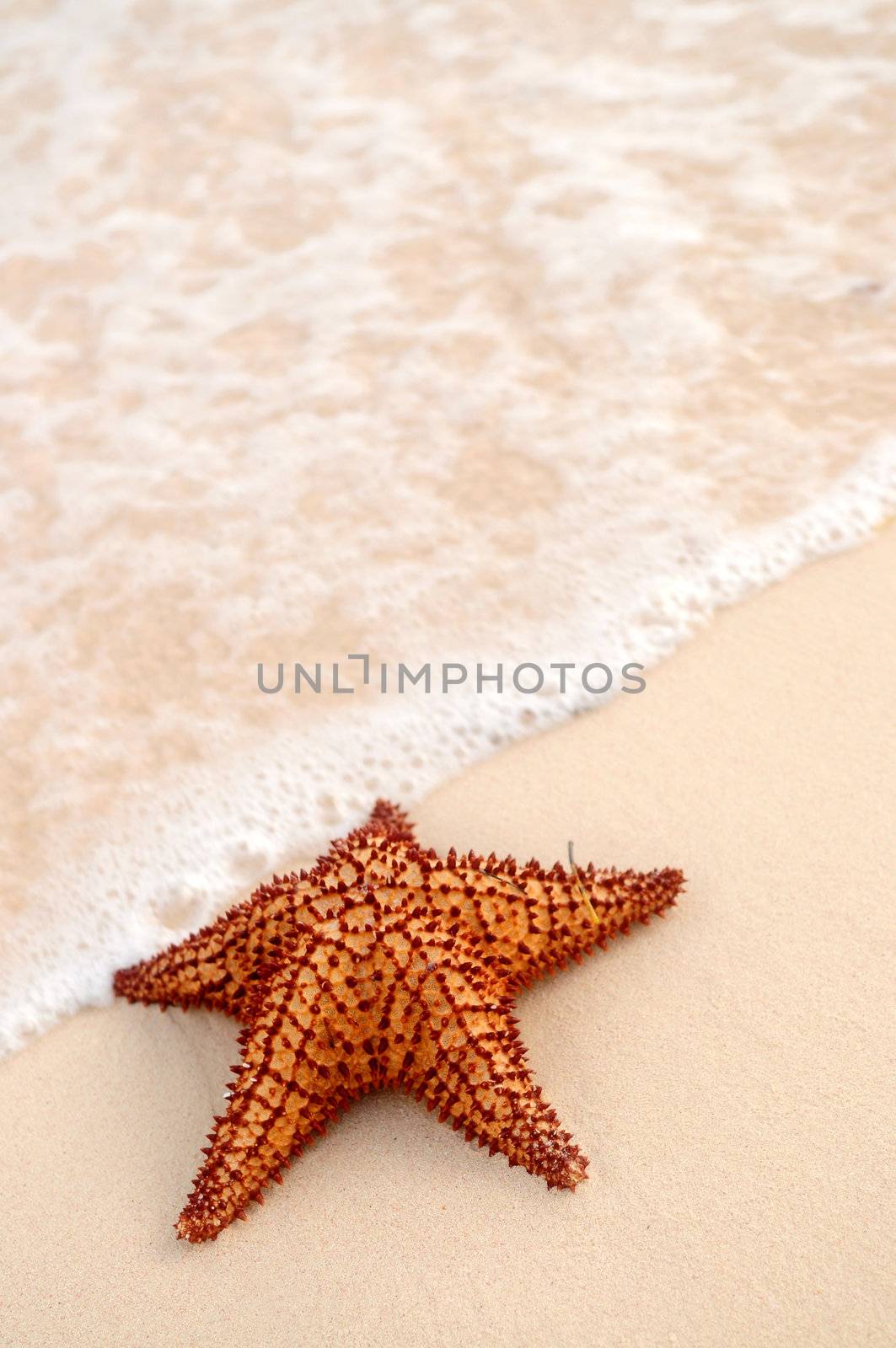 Starfish and ocean wave on sandy tropical beach