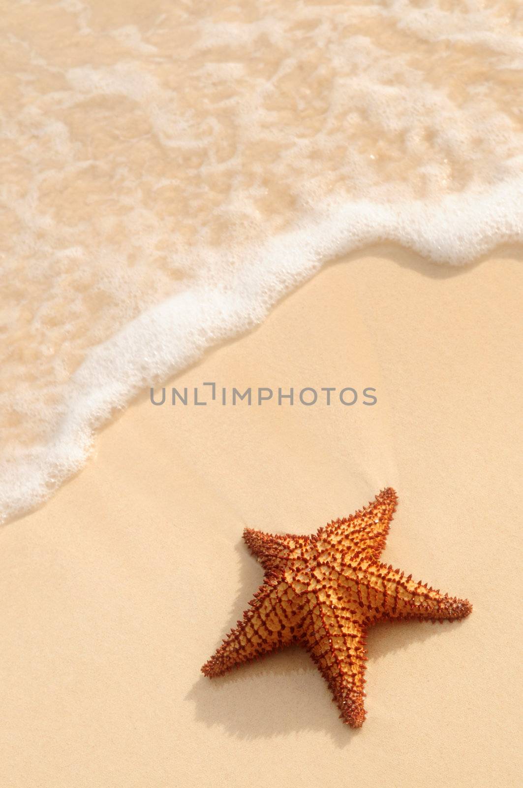 Starfish and ocean wave on sandy tropical beach