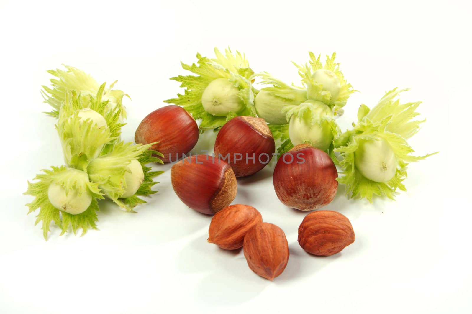 Group of fruits of a nut tree on a white background.