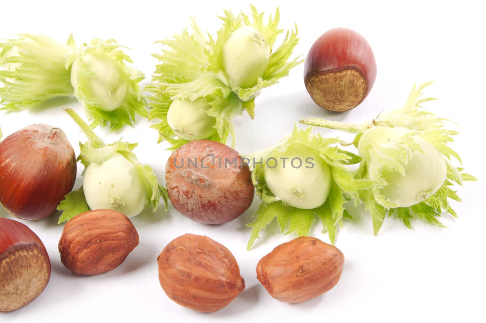 Group of fruits of a nut tree on a white background.