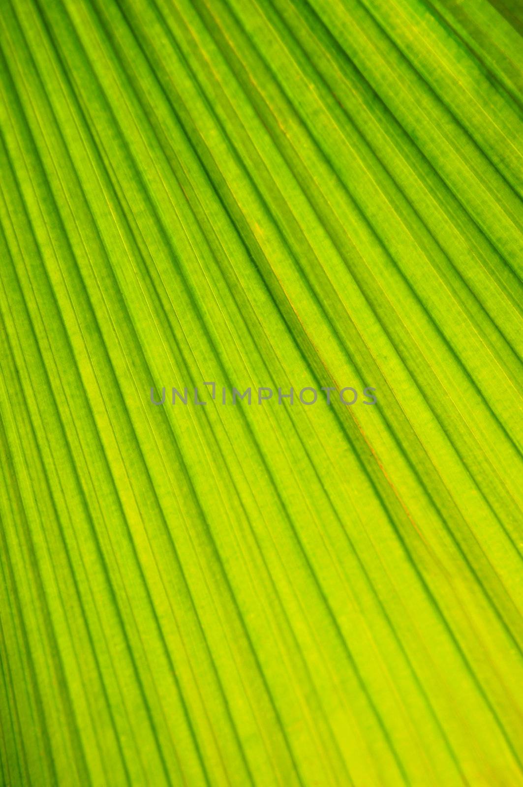 Botanical abstract background of green leaf of tropical plant