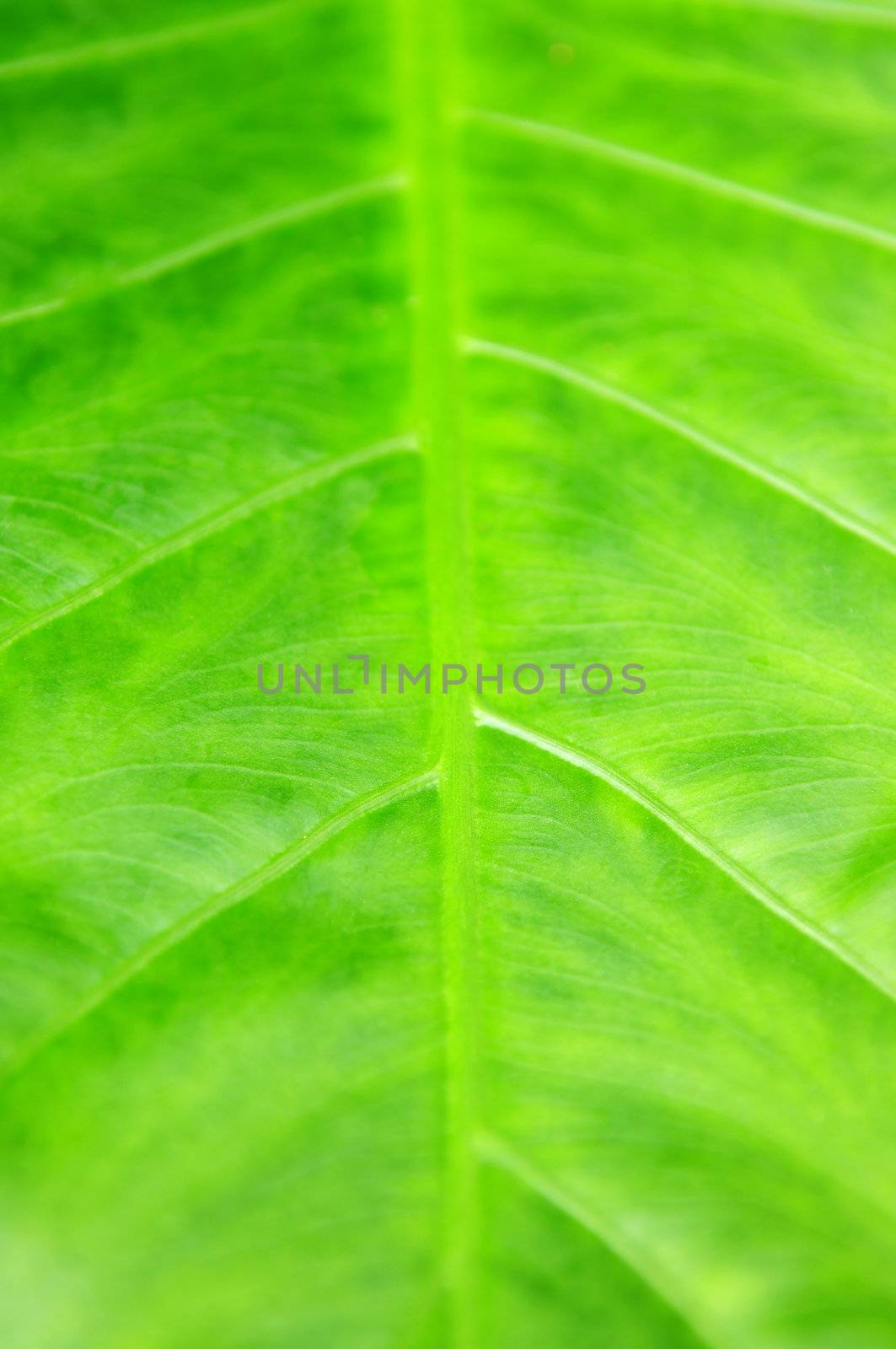 Botanical abstract background of green leaf of tropical plant