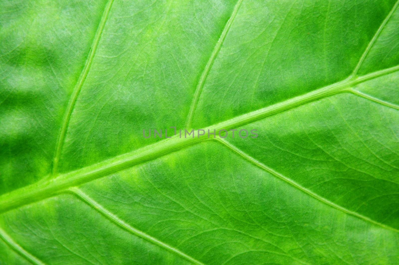 Botanical abstract background of green leaf of tropical plant