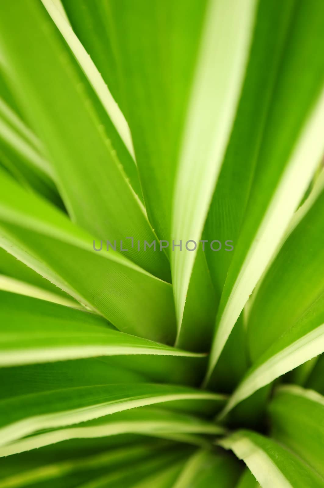 Closeup on green leaves of tropical plant