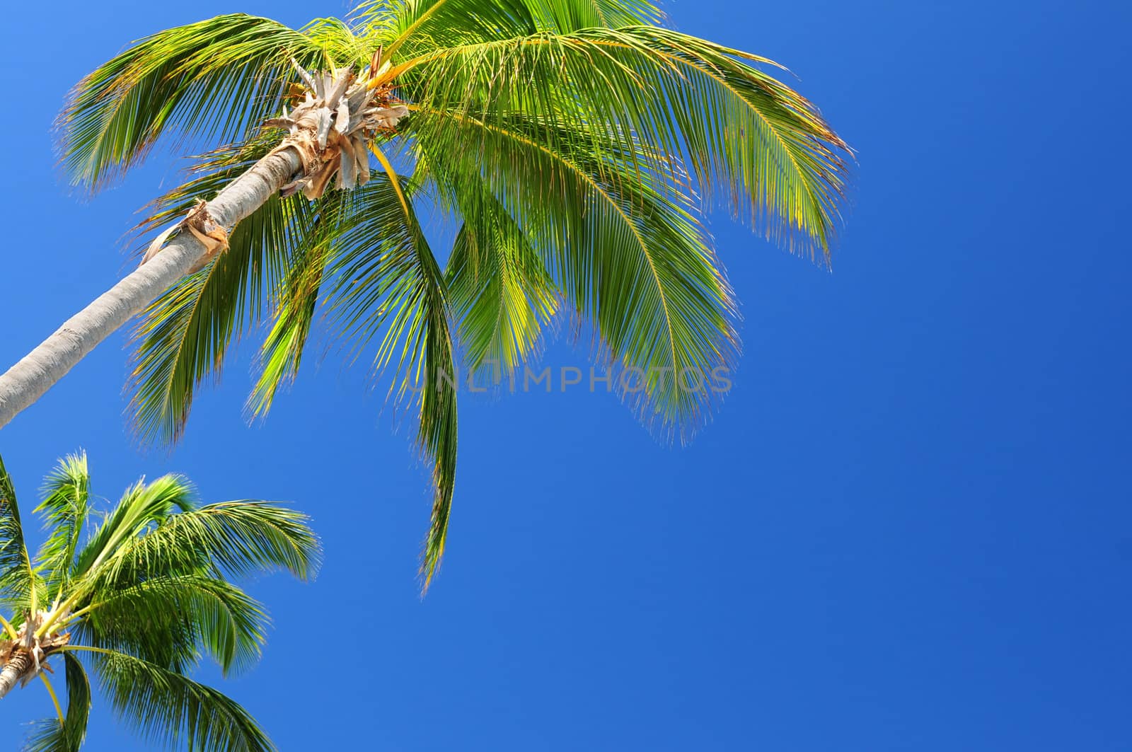 Tropical background of palms on blue sky