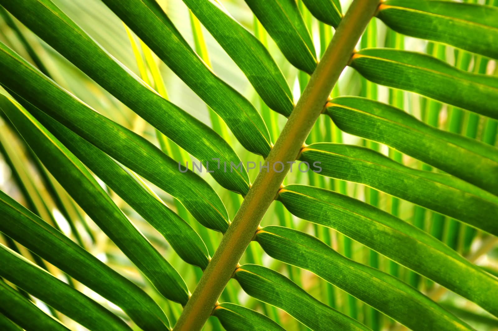 Closeup of a sunlit green palm tree leaf