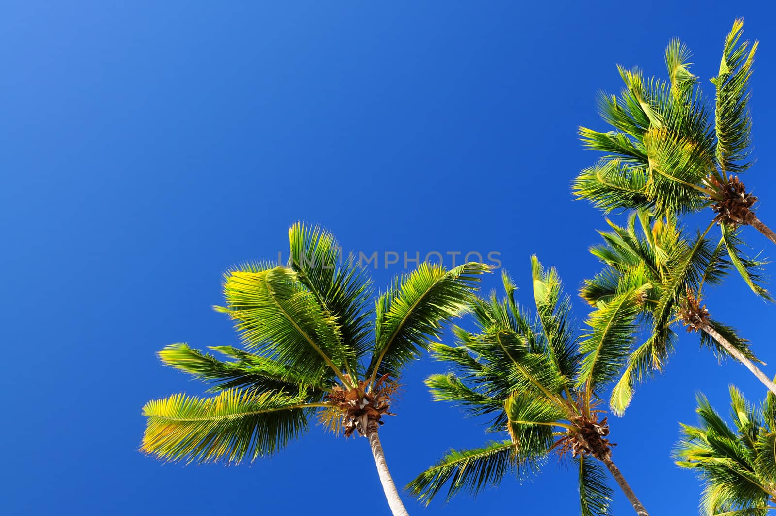 Lush green palm trees on blue sky background
