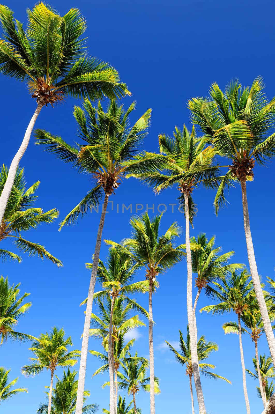 Palms on blue sky by elenathewise