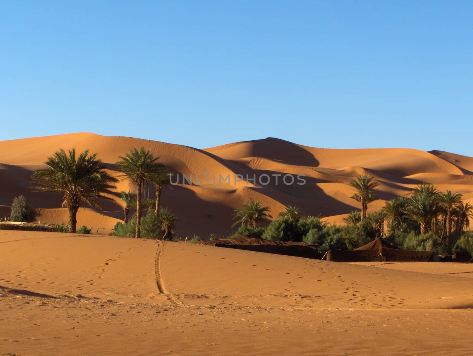 Oasis in the Sahara, near Merzouga, Morocco.