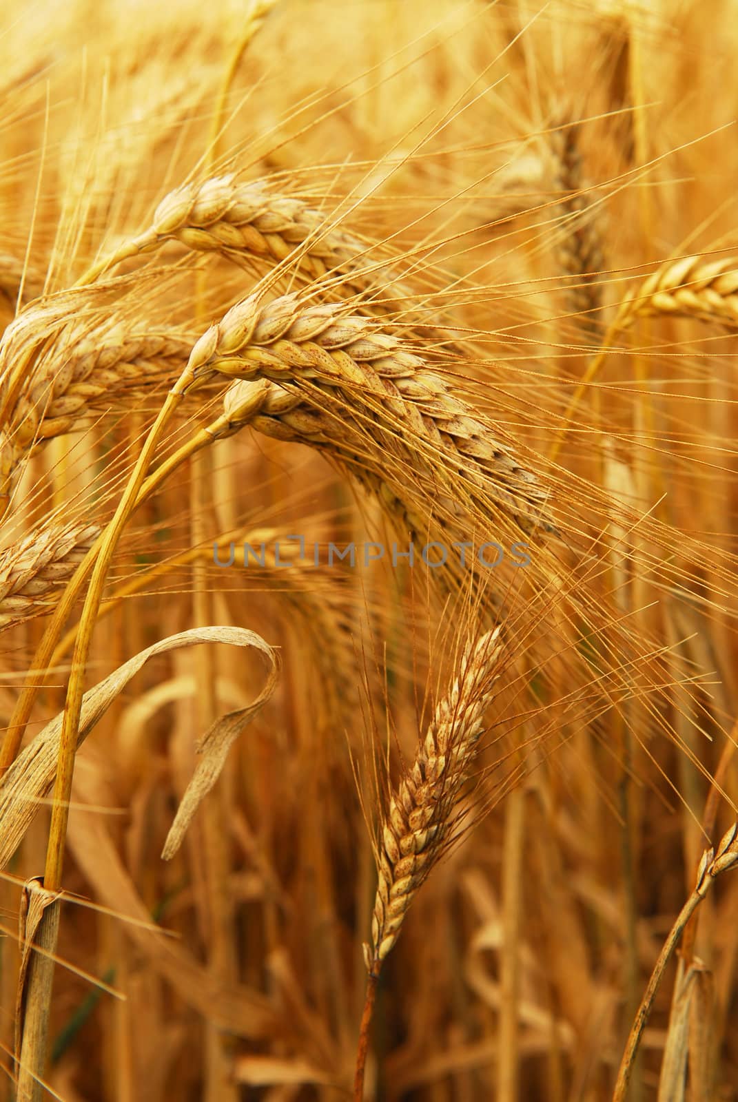 Golden wheat growing in a farm field, closeup on ears