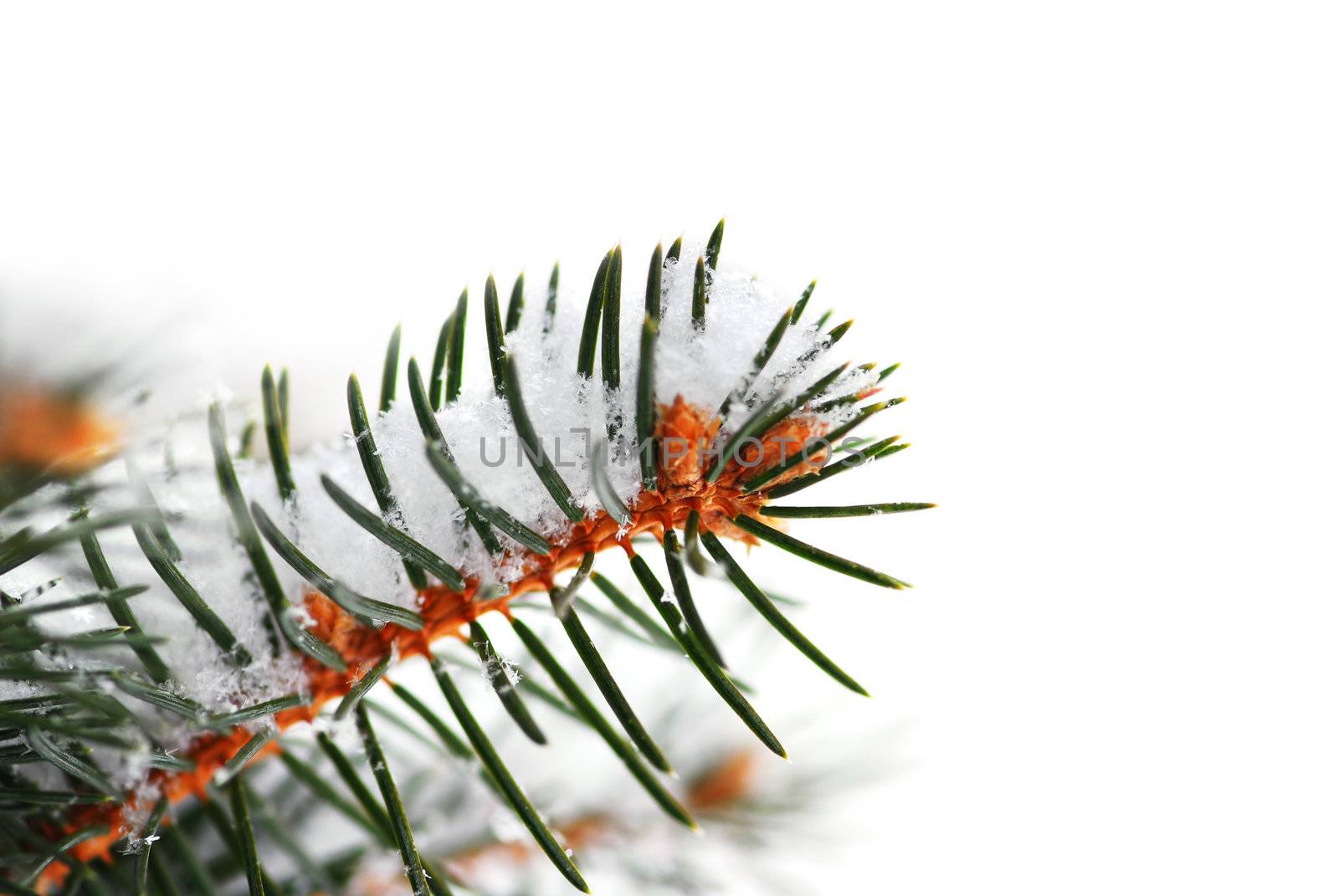 Snowy spruce branch by elenathewise