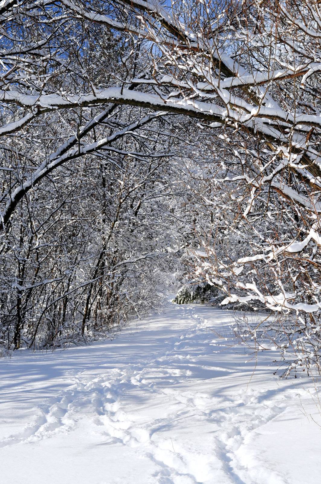 Path in winter forest after a snowfall