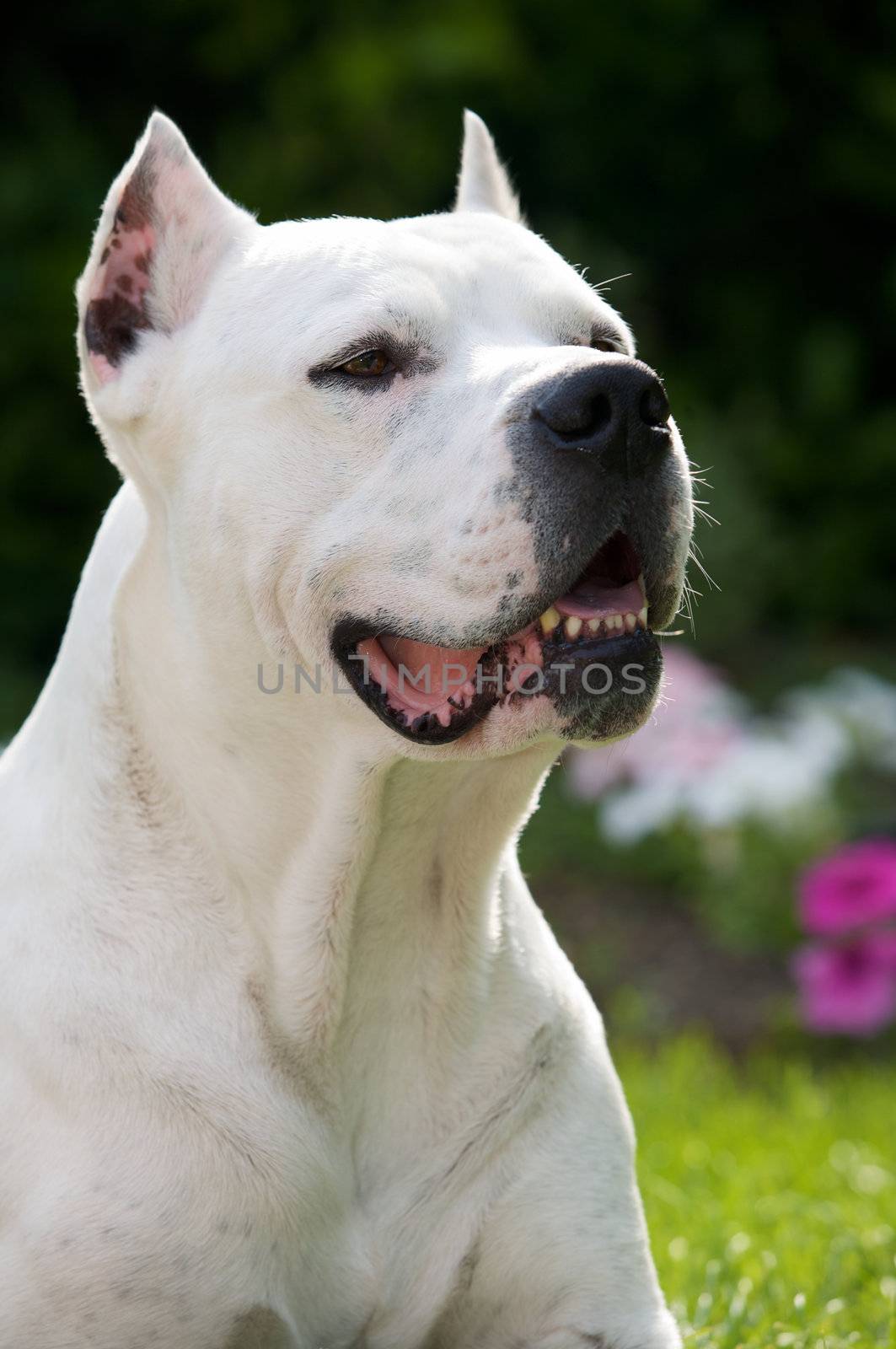 Portrait of a Dogo Argentino.